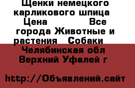 Щенки немецкого карликового шпица › Цена ­ 20 000 - Все города Животные и растения » Собаки   . Челябинская обл.,Верхний Уфалей г.